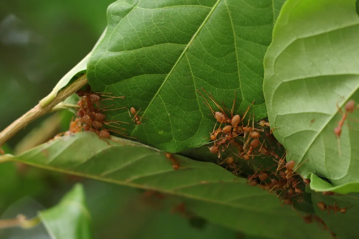 6 Simple Ways to Get Rid of Ants in Vegetable Garden